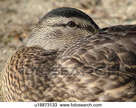 Groton, VT, Vermont, Groton State Forest, Mallard Duck, resting View Large Photo Image Stock Image - Groton, VT, Vermont, Groton State Forest, Mallard Duck, resting. Fotosearch
