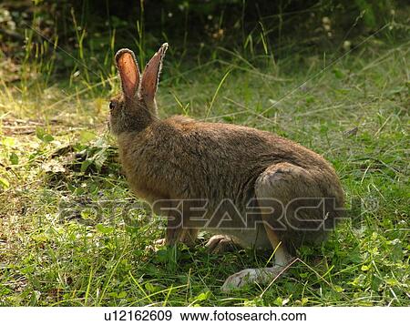 Groton, VT, Vermont, Groton State Forest, Snowshoe Rabbit View Large Photo Image Stock Photo - Groton, VT, Vermont, Groton State Forest, Snowshoe Rabbit. Fotosearch