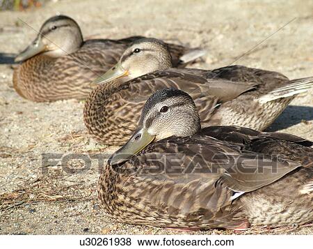 Groton, VT, Vermont, Groton State Forest, Mallard Ducks sleeping on the beach View Large Photo Image Stock Photo - Groton, VT, Vermont, Groton State Forest, Mallard Ducks sleeping on the beach. Fotosearch