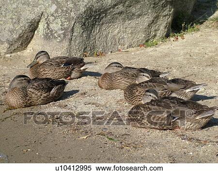 Groton, VT, Vermont, Groton State Forest, Mallard Ducks sleeping on the beach View Large Photo Image Stock Photography - Groton, VT, Vermont, Groton State Forest, Mallard Ducks sleeping on the beach. Fotosearch