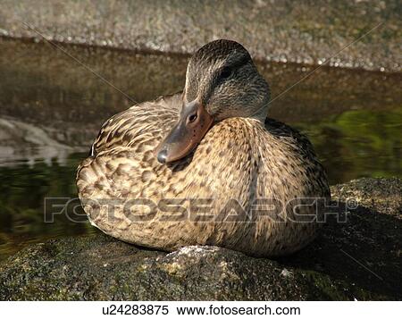 Stock Photography -  Groton, VT, Vermont, Groton State Forest, Mallard Duck resting on a rock. Fotosearch