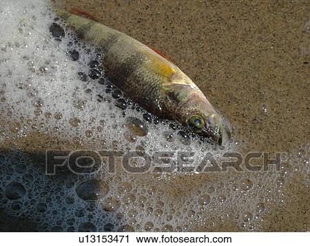 Stock Image -  Groton, VT, Vermont, Lake Groton, Groton State Forest, dead fish, perch washed ashore. Fotosearch