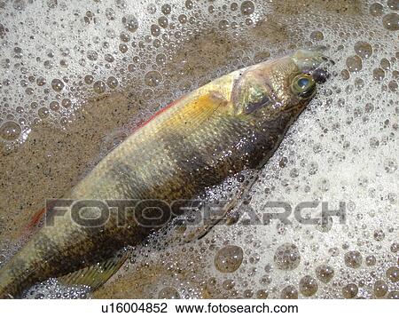 Stock Image -  Groton, VT, Vermont, Lake Groton, Groton State Forest, dead fish, perch washed ashore. Fotosearch