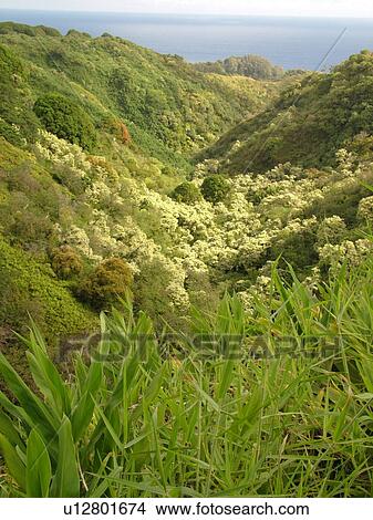 Hana Highway, Maui, HI, Hawaii, Hana Coast, Highway 360, East Maui, North Shore View Large Photo Image Picture -  Hana Highway, Maui, HI, Hawaii, Hana Coast, Highway 360, East Maui, North Shore. Fotosearch