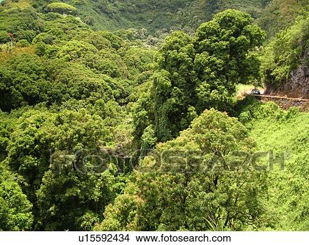 Picture -  Hana Highway, Maui, HI, Hawaii, Hana Coast, Highway 360, East Maui, North Shore. Fotosearch