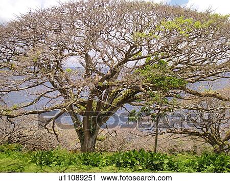 Hana Highway, Maui, HI, Hawaii, Hana Coast, Highway 360, East Maui, North Shore View Large Photo Image Stock Image -  Hana Highway, Maui, HI, Hawaii, Hana Coast, Highway 360, East Maui, North Shore. Fotosearch