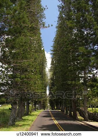 Stock Image -  Hana Highway, Maui, HI, Hawaii, Hana Coast, Highway 360, East Maui, North Shore, Cook Island, Pine Trees. Fotosearch