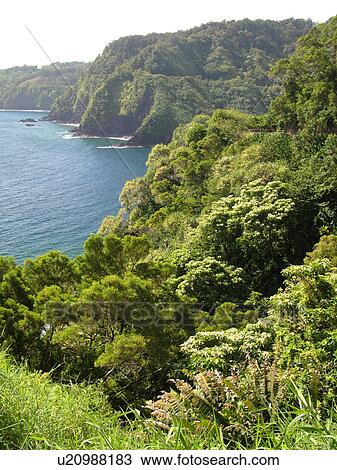 Hana Highway, Maui, HI, Hawaii, Hana Coast, Highway 360, East Maui, North Shore, Honomanu Bay View Large Photo Image Stock Image - Hana Highway, Maui, HI, Hawaii, Hana Coast, Highway 360, East Maui, North Shore, Honomanu Bay. Fotosearch