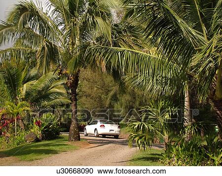 Hana Highway, Maui, HI, Hawaii, Hana Coast, Highway 360, East Maui, North Shore, Garden of Eden Arboretum View Large Photo Image Stock Image - Hana Highway, Maui, HI, Hawaii, Hana Coast, Highway 360, East Maui, North Shore, Garden of Eden Arboretum. Fotosearch
