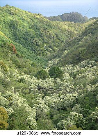 Hana Highway, Maui, HI, Hawaii, Hana Coast, Highway 360, East Maui, North Shore View Large Photo Image Stock Photography -  Hana Highway, Maui, HI, Hawaii, Hana Coast, Highway 360, East Maui, North Shore. Fotosearch