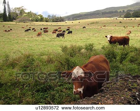 Stock Image -  Hana, Maui, HI, Hawaii, Hana Coast, East Maui, North Shore, Hana Ranch, cattle. Fotosearch
