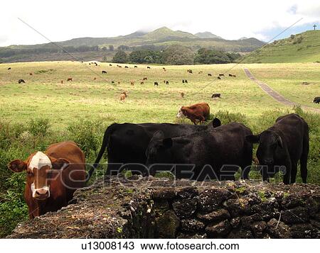 Hana, Maui, HI, Hawaii, Hana Coast, East Maui, North Shore, Hana Ranch, cattle View Large Photo Image Stock Image - Hana, Maui, HI, Hawaii, Hana Coast, East Maui, North Shore, Hana Ranch, cattle. Fotosearch