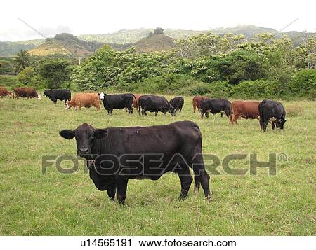 Stock Image -  Hana, Maui, HI, Hawaii, Hana Coast, East Maui, North Shore, Hana Ranch, cattle. Fotosearch