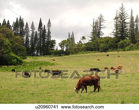 Stock Image -  Hana, Maui, HI, Hawaii, Hana Coast, East Maui, North Shore, Hana Ranch, cattle. Fotosearch