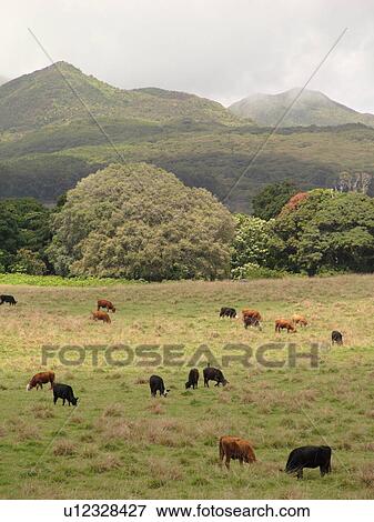 Stock Photo -  Hana, Maui, HI, Hawaii, Hana Coast, East Maui, North Shore, Hana Ranch, cattle. Fotosearch