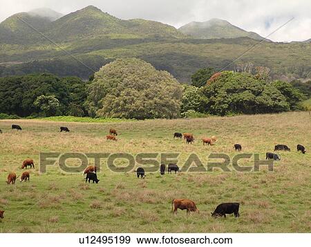 Stock Photo -  Hana, Maui, HI, Hawaii, Hana Coast, East Maui, North Shore, Hana Ranch, cattle. Fotosearch