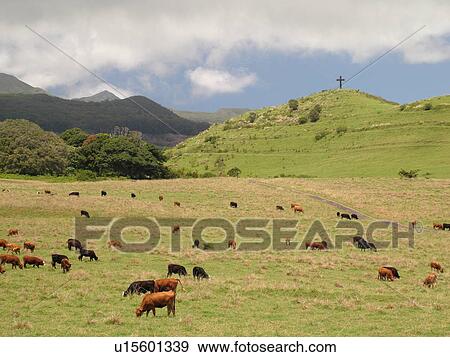 Stock Photo -  Hana, Maui, HI, Hawaii, Hana Coast, East Maui, North Shore, Hana Ranch, cattle. Fotosearch