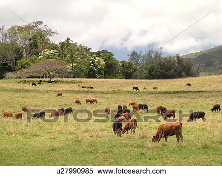 Stock Photography -  Hana, Maui, HI, Hawaii, Hana Coast, East Maui, North Shore, Hana Ranch, cattle. Fotosearch
