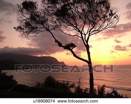 Hanalei, Princeville, Kauai, HI, Hawaii, North Shore, Hanalei Bay, sunset View Large Photo Image Picture - Hanalei, Princeville, Kauai, HI, Hawaii, North Shore, Hanalei Bay, sunset. Fotosearch