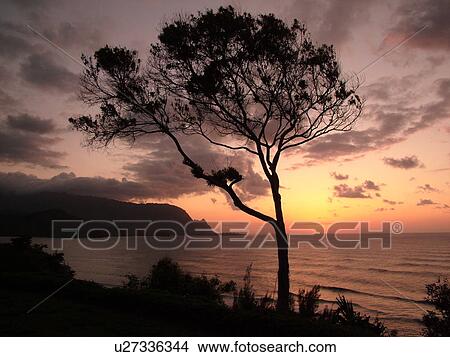 Hanalei, Princeville, Kauai, HI, Hawaii, North Shore, Hanalei Bay, sunset View Large Photo Image Picture - Hanalei, Princeville, Kauai, HI, Hawaii, North Shore, Hanalei Bay, sunset. Fotosearch