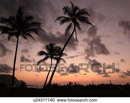 Hanalei, Princeville, Kauai, HI, Hawaii, North Shore, Hanalei Bay, sunset View Large Photo Image Stock Image - Hanalei, Princeville, Kauai, HI, Hawaii, North Shore, Hanalei Bay, sunset. Fotosearch