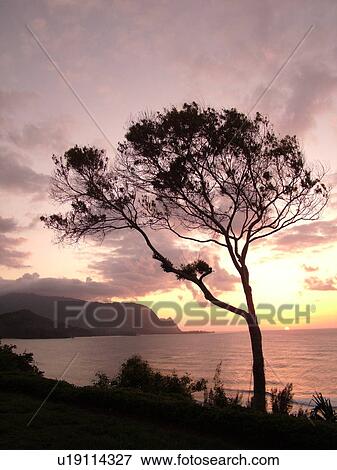Hanalei, Princeville, Kauai, HI, Hawaii, North Shore, Hanalei Bay, sunset View Large Photo Image Stock Photo - Hanalei, Princeville, Kauai, HI, Hawaii, North Shore, Hanalei Bay, sunset. Fotosearch