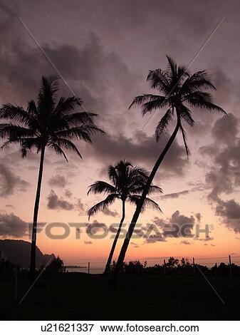 Stock Photo -  Hanalei, Princeville, Kauai, HI, Hawaii, North Shore, Hanalei Bay, sunset. Fotosearch