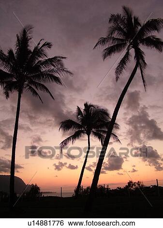 Stock Photograph -  Hanalei, Princeville, Kauai, HI, Hawaii, North Shore, Hanalei Bay, sunset. Fotosearch