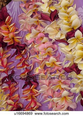 Stock Photo -  HI, Hawaii, leis, flowers, fragrant, fresh, necklaces. Fotosearch