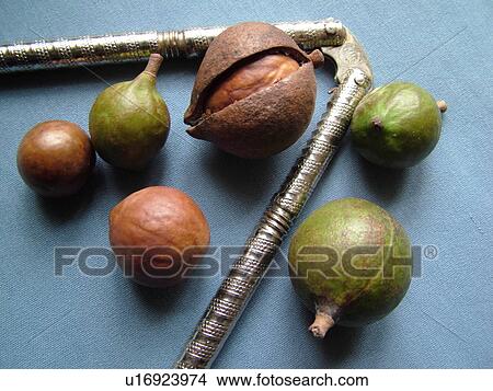 Picture -  HI, Hawaii, Macadamia Nuts, nutcracker. Fotosearch