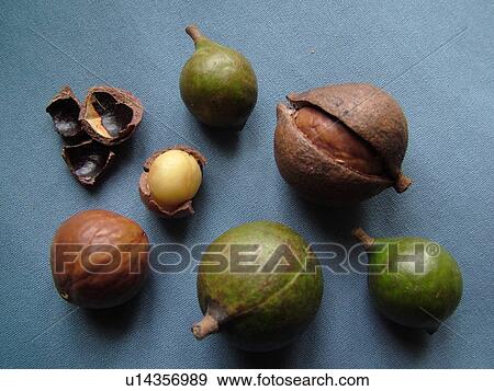 HI, Hawaii, Macadamia Nuts, View Large Photo Image Stock Photo - HI, Hawaii, Macadamia Nuts, . Fotosearch