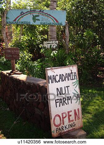 Stock Photograph -  Hoolehua, Molokai, HI, Hawaii, Purdy's Macadamia Nut Farm. Fotosearch