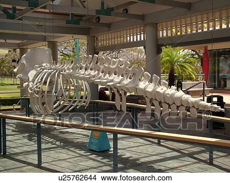 Picture -  Kaanapali, Maui, HI, Hawaii, Whaler's Village and Whaler's Village Museum, whale skeleton. Fotosearch