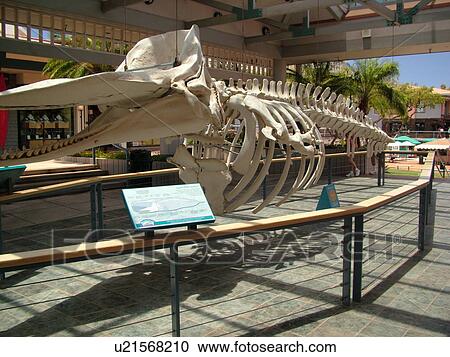 Stock Image -  Kaanapali, Maui, HI, Hawaii, Whaler's Village and Whaler's Village Museum, whale skeleton. Fotosearch
