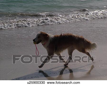 Stock Image -  Kailu, Oahu, HI, Hawaii, Windward Coast, Kailu beach, dog carrying ball in mouth. Fotosearch