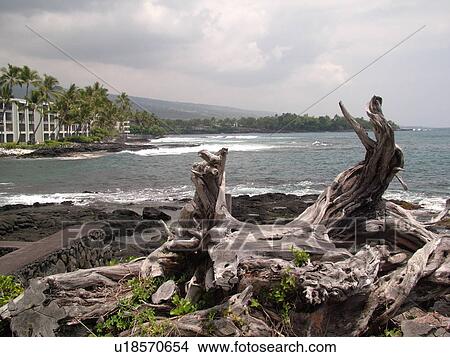 Picture -  Kailua-Kona, Big Island, Island of Hawaii, HI, Hawaii, Kona Coast, beach, driftwood. Fotosearch
