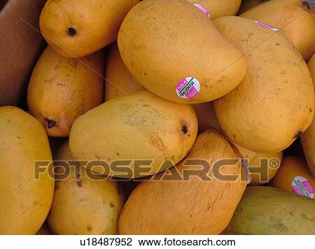 Kailua-Kona, Big Island, Island of Hawaii, HI, Hawaii, farmer's market, tropical fruit, mangoes View Large Photo Image Stock Image - Kailua-Kona, Big Island, Island of Hawaii, HI, Hawaii, farmer's market, tropical fruit, mangoes. Fotosearch