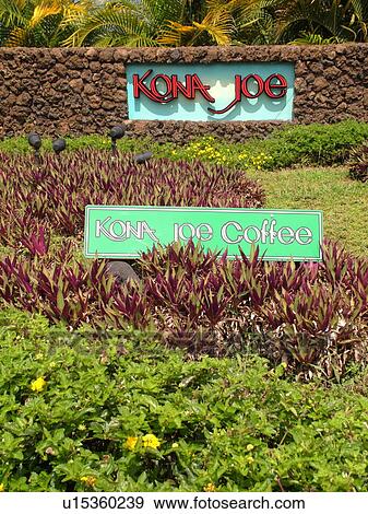 Stock Photo -  Kailua-Kona, Big Island, Island of Hawaii, HI, Hawaii, Kona Coast, Leeward, West Coast, Holualoa, Kona Joe Coffee. Fotosearch