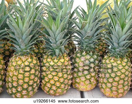 Kailua-Kona, Big Island, Island of Hawaii, HI, Hawaii, farmer's market, tropical fruit, pineapples View Large Photo Image Stock Photography - Kailua-Kona, Big Island, Island of Hawaii, HI, Hawaii, farmer's market, tropical fruit, pineapples. Fotosearch