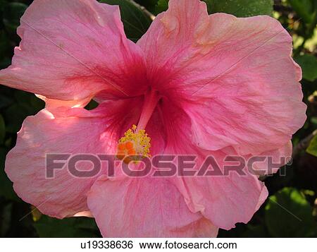 Stock Photograph -  Kauai, HI, Hawaii, Hawaiian hibiscus, pink, flower. Fotosearch
