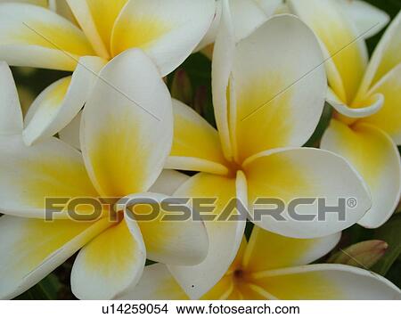 Picture -  Kauai, HI, Hawaii, Plumeria or Frangipani Blossoms, Plumeri Hybrid, flowers. Fotosearch