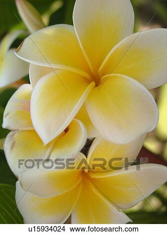 Kauai, HI, Hawaii, Plumeria or Frangipani Blossoms, Plumeri Hybrid, flowers View Large Photo Image Picture - Kauai, HI, Hawaii, Plumeria or Frangipani Blossoms, Plumeri Hybrid, flowers. Fotosearch