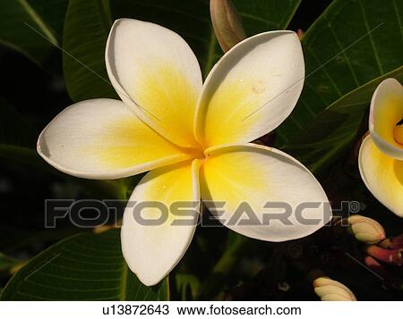 Kauai, HI, Hawaii, Plumeria or Frangipani Blossoms, Plumeri Hybrid, flowers View Large Photo Image Stock Image - Kauai, HI, Hawaii, Plumeria or Frangipani Blossoms, Plumeri Hybrid, flowers. Fotosearch