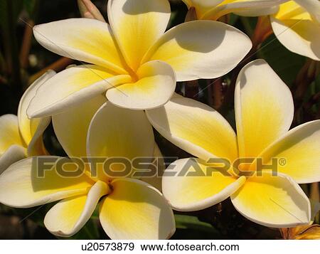 Kauai, HI, Hawaii, Plumeria or Frangipani Blossoms, Plumeri Hybrid, flowers View Large Photo Image Stock Photo - Kauai, HI, Hawaii, Plumeria or Frangipani Blossoms, Plumeri Hybrid, flowers. Fotosearch