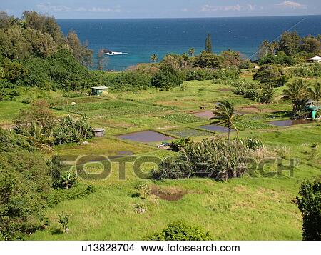 Keanae, Hana Highway, Maui, HI, Hawaii, Hana Coast, Highway 360, East Maui, North Shore, Keanae Peninsula, taro fields View Large Photo Image Picture - Keanae, Hana Highway, Maui, HI, Hawaii, Hana Coast, Highway 360, East Maui, North Shore, Keanae Peninsula, taro fields. Fotosearch