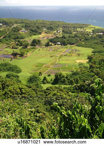 Keanae, Hana Highway, Maui, HI, Hawaii, Hana Coast, Highway 360, East Maui, North Shore, Keanae Peninsula, taro fields View Large Photo Image Stock Image - Keanae, Hana Highway, Maui, HI, Hawaii, Hana Coast, Highway 360, East Maui, North Shore, Keanae Peninsula, taro fields. Fotosearch