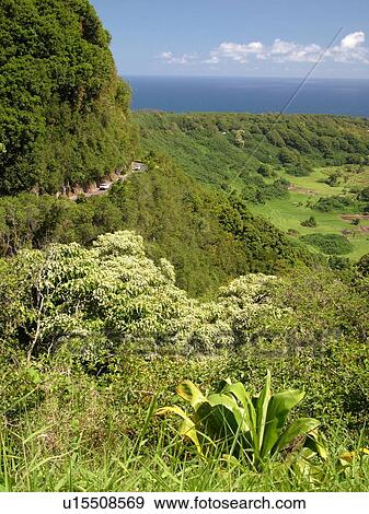 Keanae, Hana Highway, Maui, HI, Hawaii, Hana Coast, Highway 360, East Maui, North Shore, Keanae Peninsula View Large Photo Image Stock Photo -  Keanae, Hana Highway, Maui, HI, Hawaii, Hana Coast, Highway 360, East Maui, North Shore, Keanae Peninsula. Fotosearch