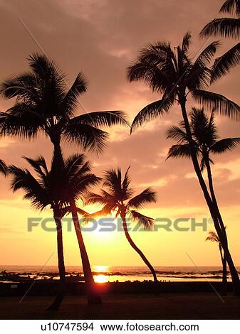 Picture -  Keauhou, Big Island, Island of Hawaii, HI, Hawaii, Kona Coast, Keauhou Beach Resort, sunset. Fotosearch