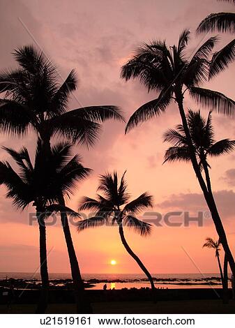 Keauhou, Big Island, Island of Hawaii, HI, Hawaii, Kona Coast, Keauhou Beach Resort, sunset View Large Photo Image Stock Image - Keauhou, Big Island, Island of Hawaii, HI, Hawaii, Kona Coast, Keauhou Beach Resort, sunset. Fotosearch