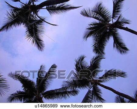 Keauhou, Big Island, Island of Hawaii, HI, Hawaii, Kona Coast, Keauhou Beach Resort, palm trees View Large Photo Image Stock Photo - Keauhou, Big Island, Island of Hawaii, HI, Hawaii, Kona Coast, Keauhou Beach Resort, palm trees. Fotosearch